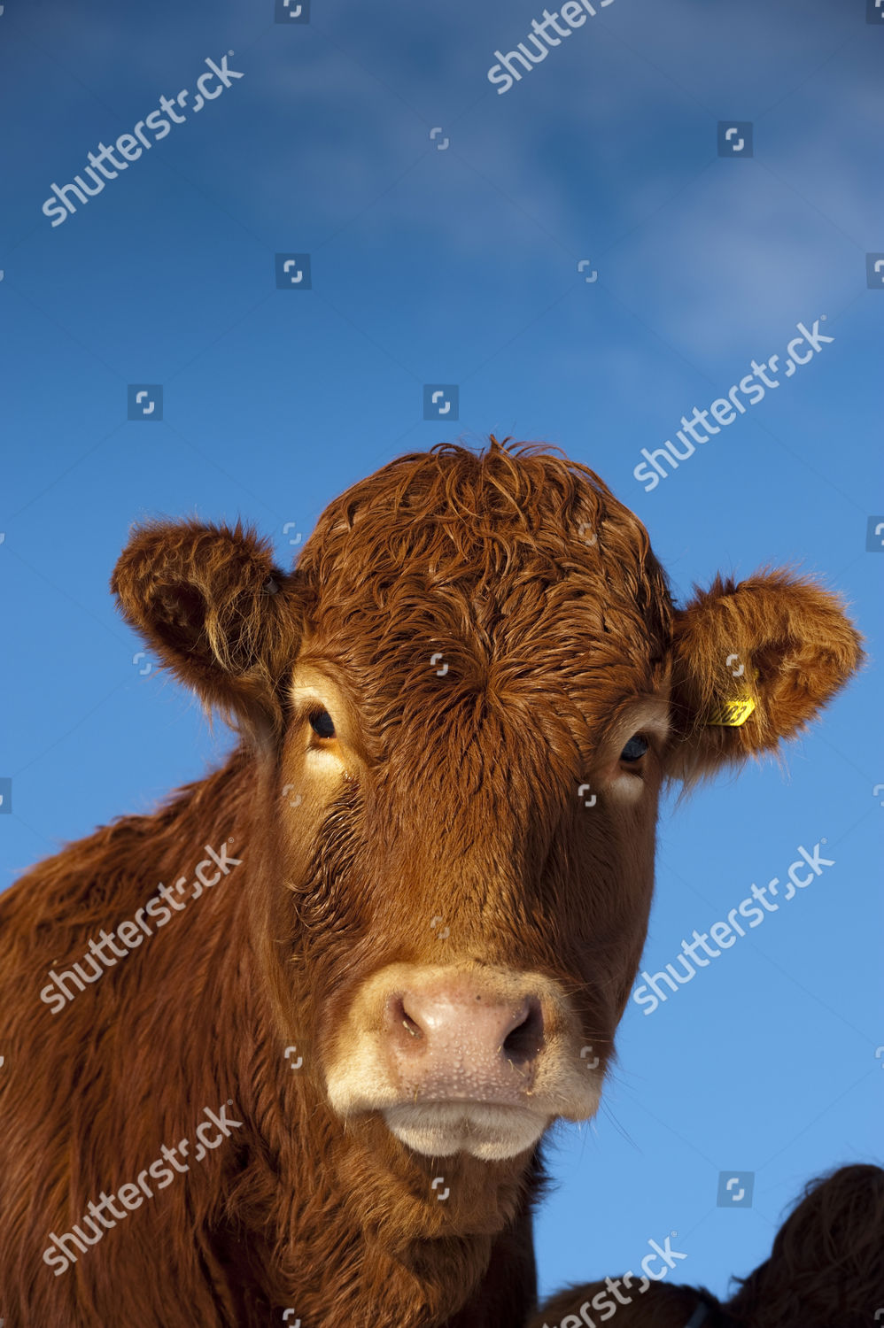 Domestic Cattle Limousin Cow Outwintered Cumbria Editorial Stock Photo Stock Image Shutterstock