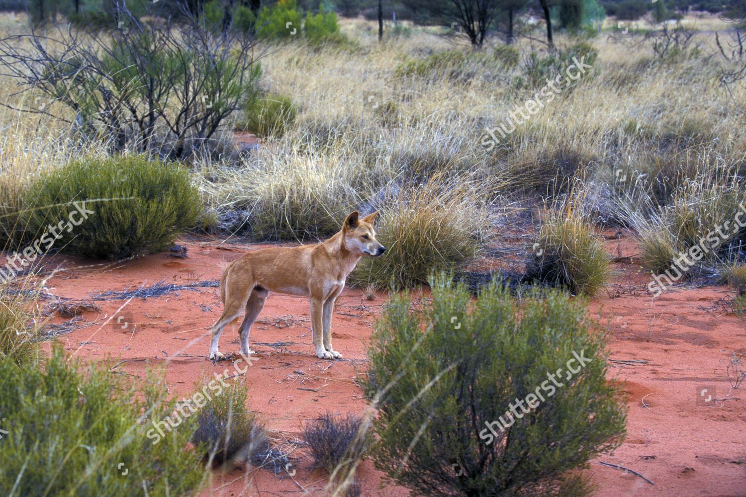 Dingo Canis Familiaris Male Ayers Rock Editorial Stock Photo - Stock ...