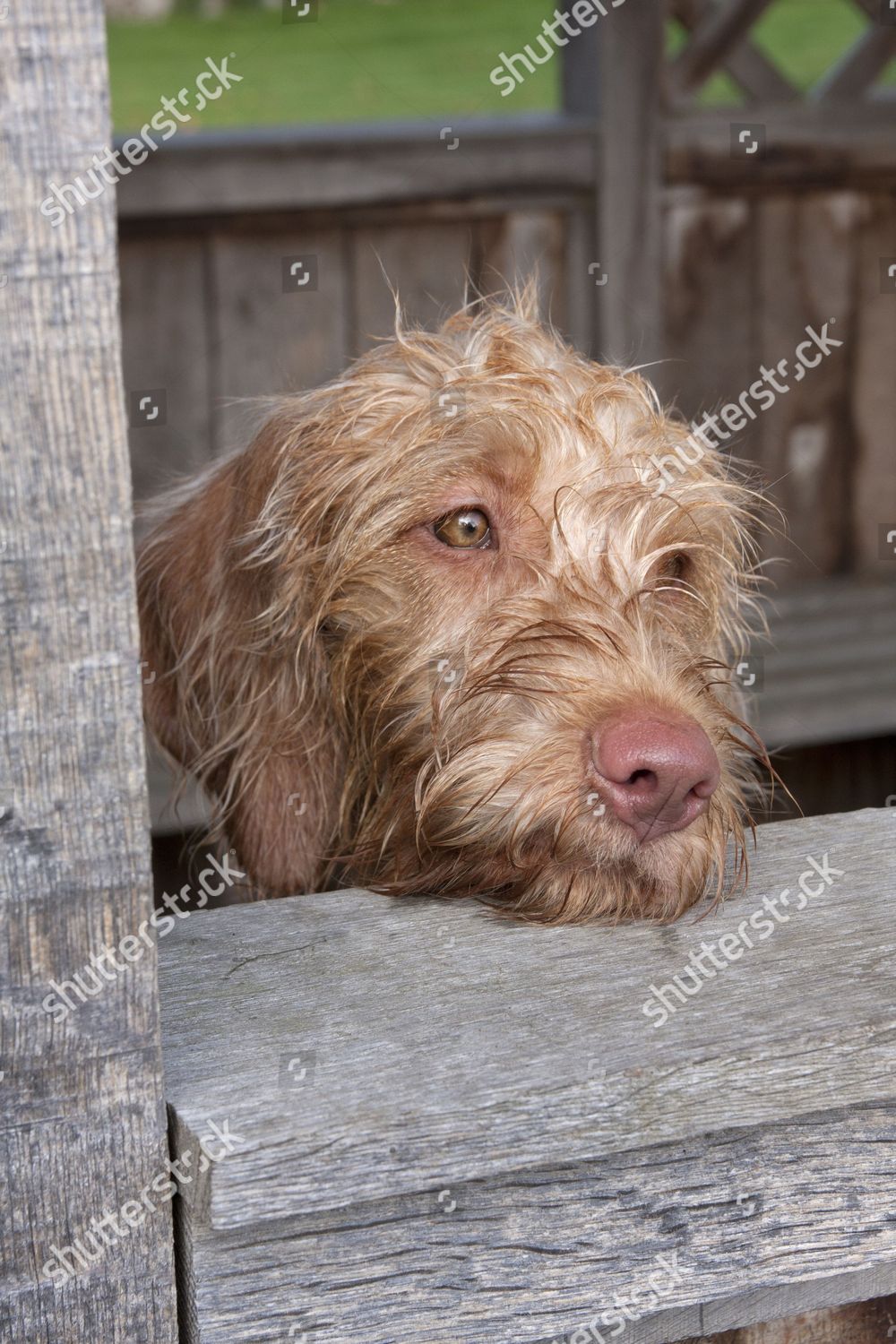 Domestic Dog Wirehaired Hungarian Vizsla Female Puppy Editorial