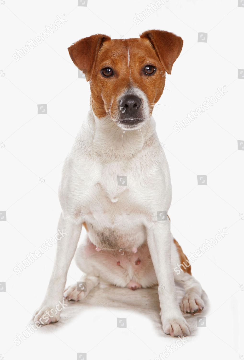 what is the name of a plummer terrier