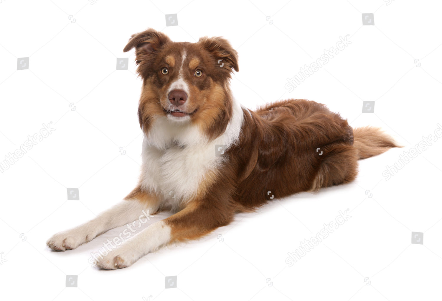 liver colored border collie