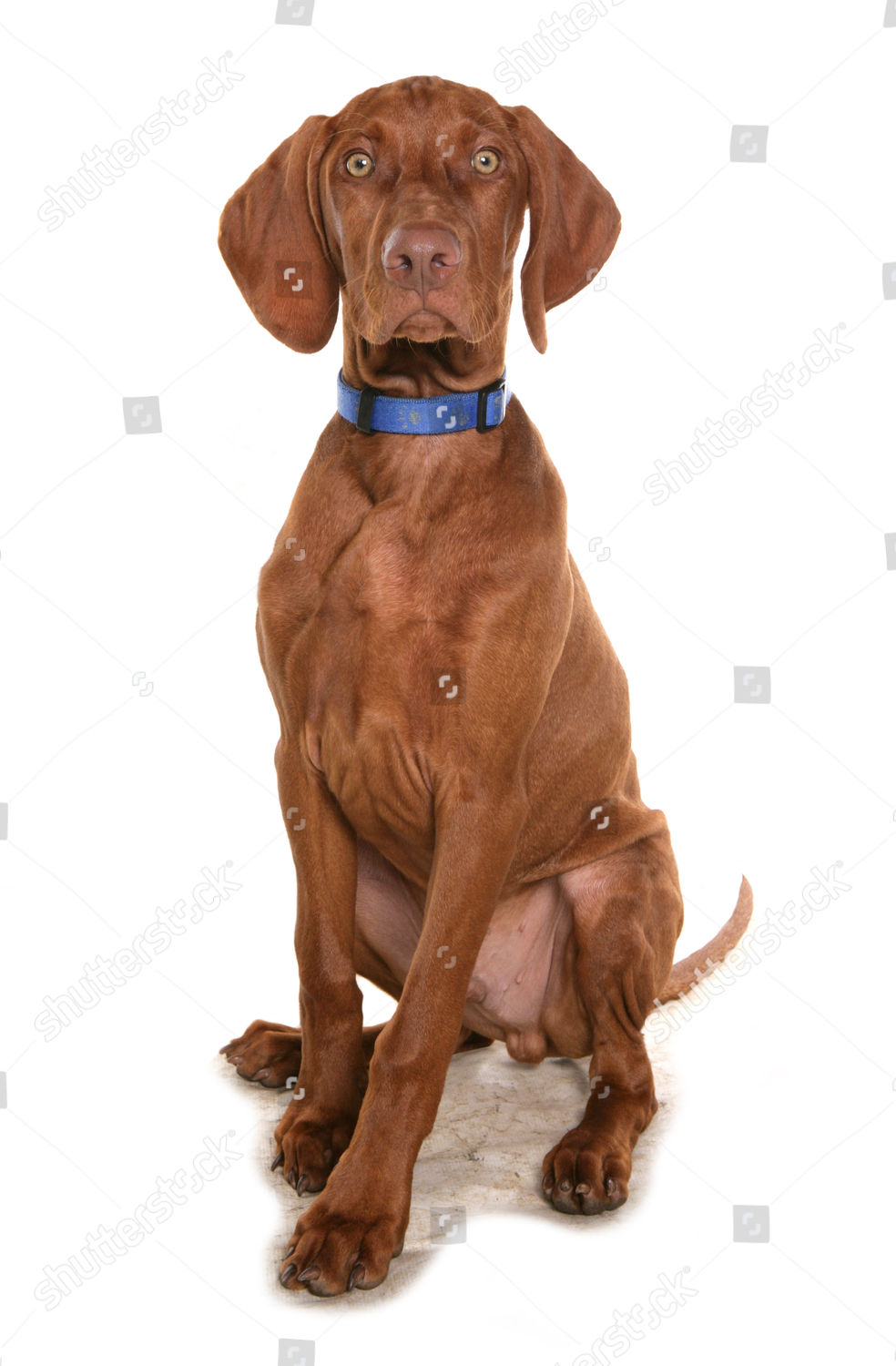 Domestic Dog Shorthaired Hungarian Vizsla Male Puppy Editorial