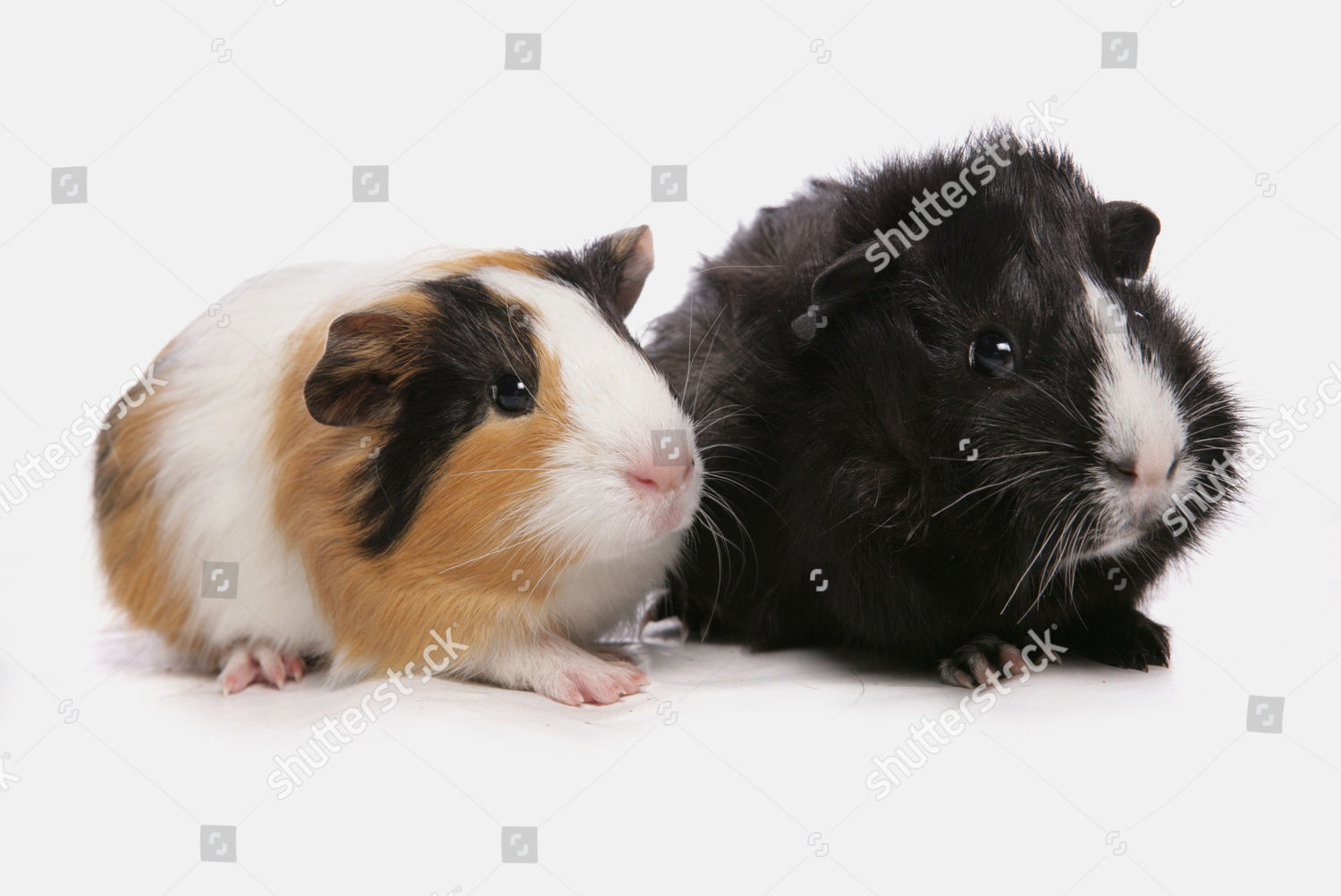 Domestic Guinea Pig Cavia Porcellus Two Babies Editorial - 