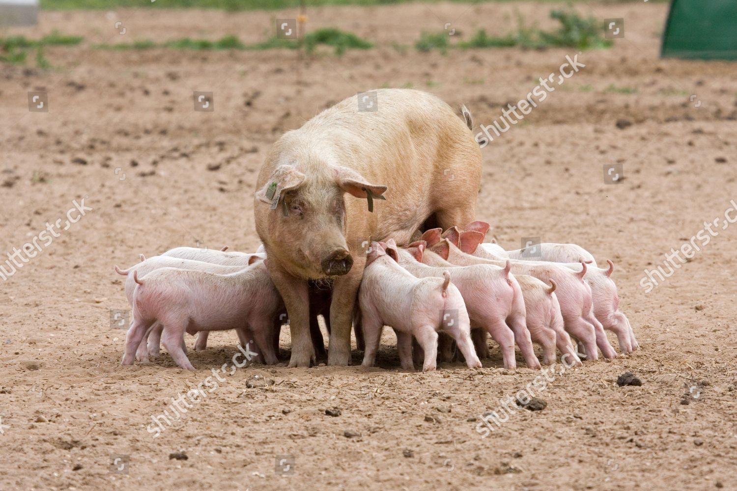 Domestic Pig Large White X Landrace Editorial Stock Photo - Stock Image ...