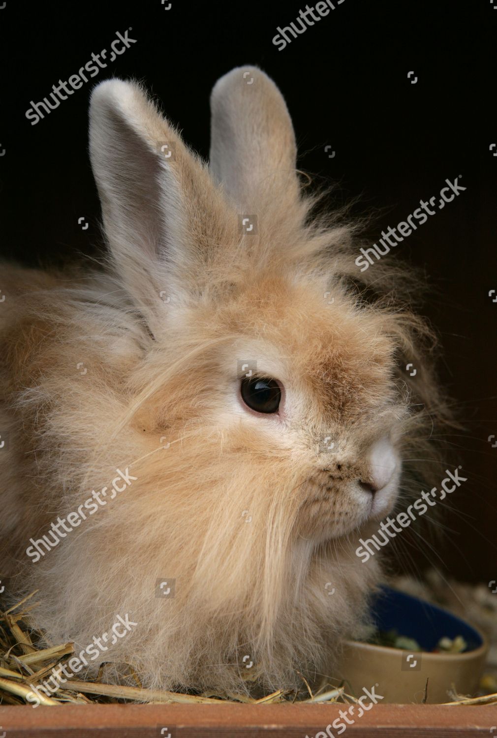 adult female rabbit