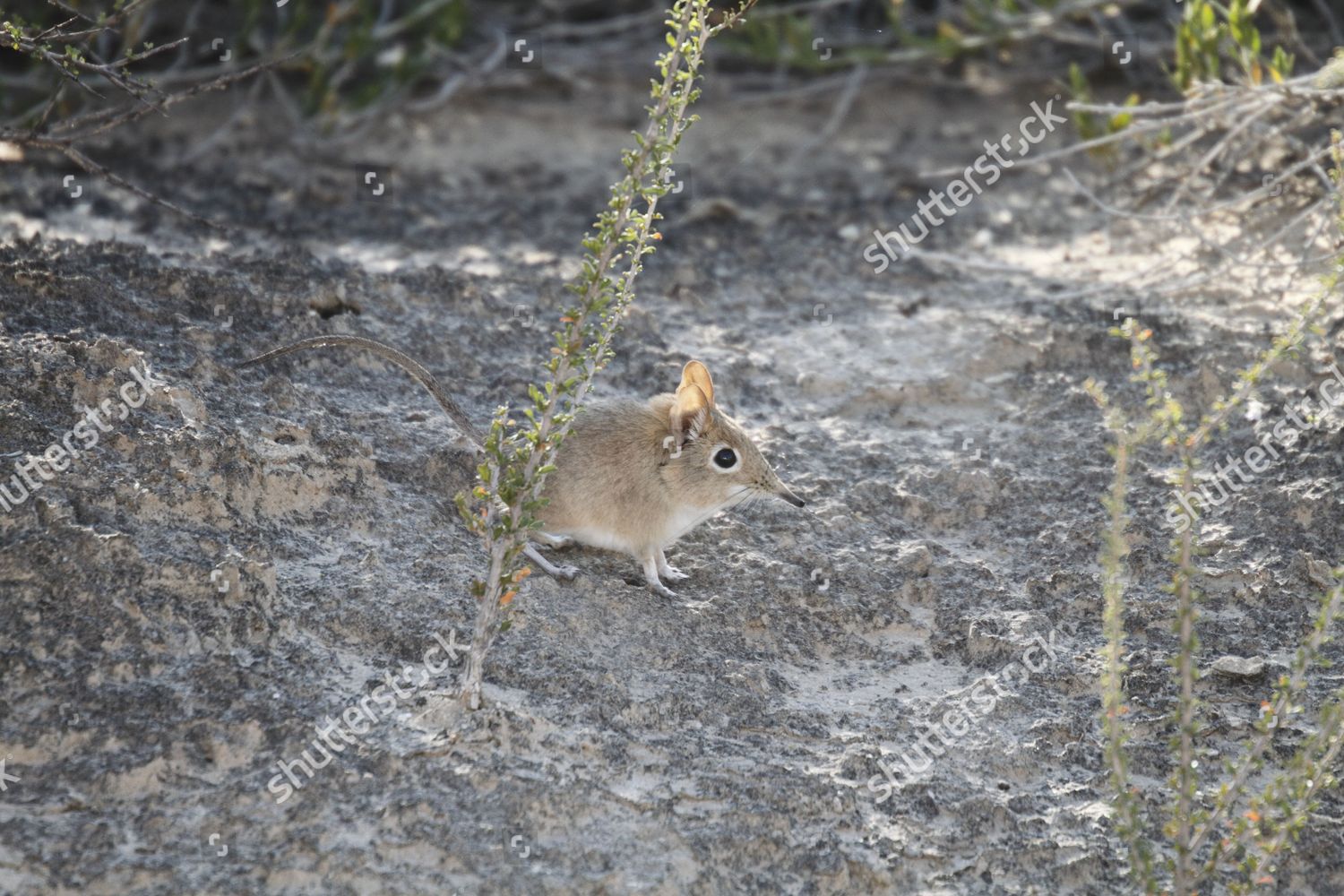 Bushveld Elephant Shrew Elephantulus Intufi Adult Editorial Stock Photo ...