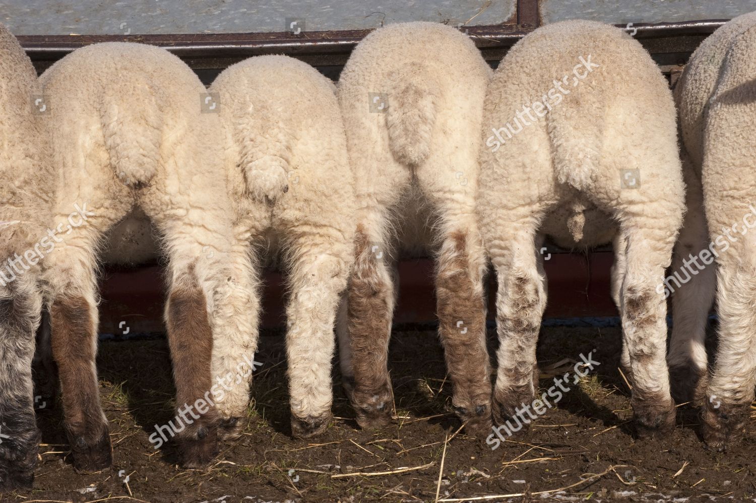 Domestic Sheep Crossbreed Lambs Feeding Creep Editorial Stock Photo Stock Image Shutterstock