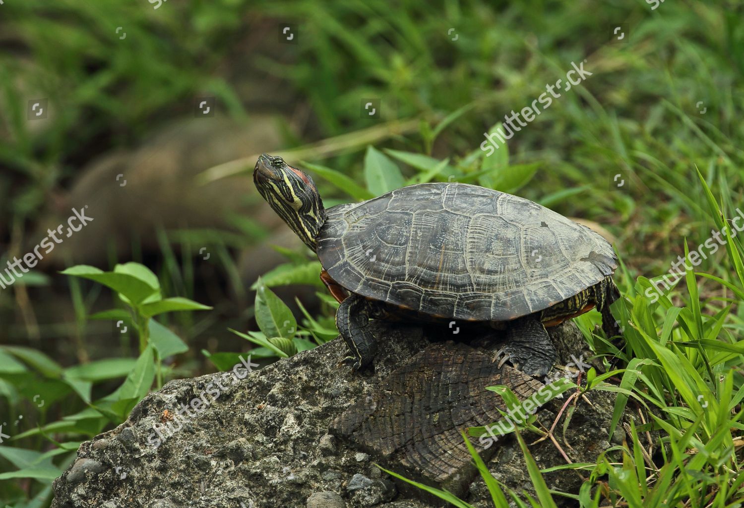 Redeared Turtle Trachemys Scripta Elegans Introduced Editorial Stock ...