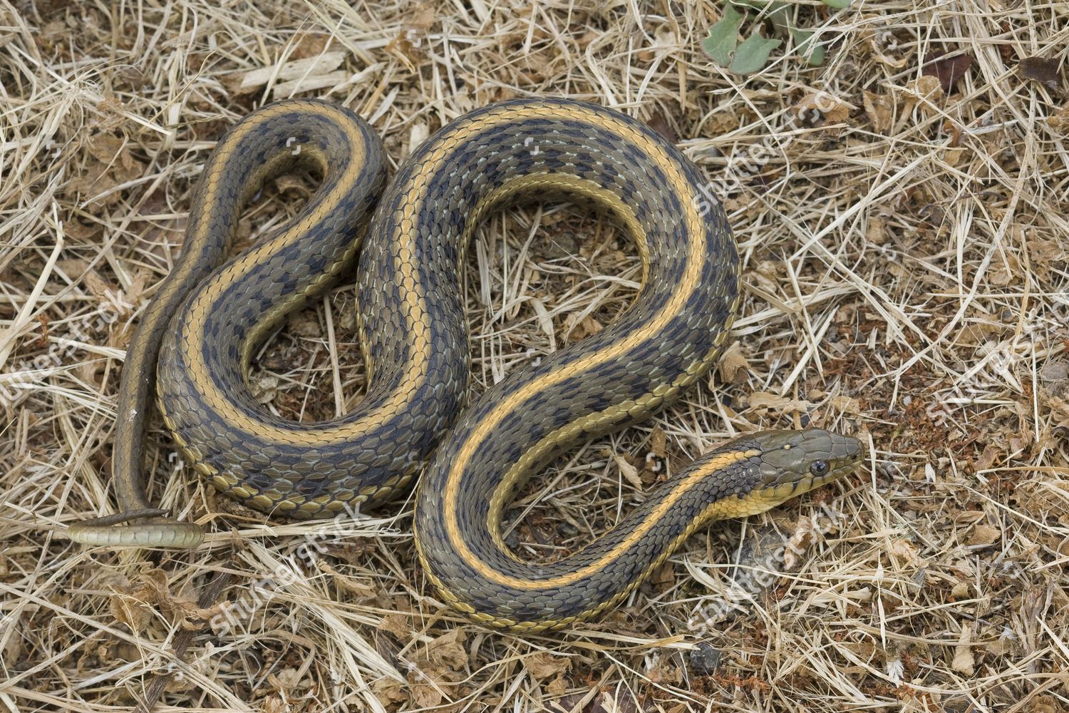 Pacific Coast Aquatic Garter Snake Thamnophis Editorial Stock Photo ...