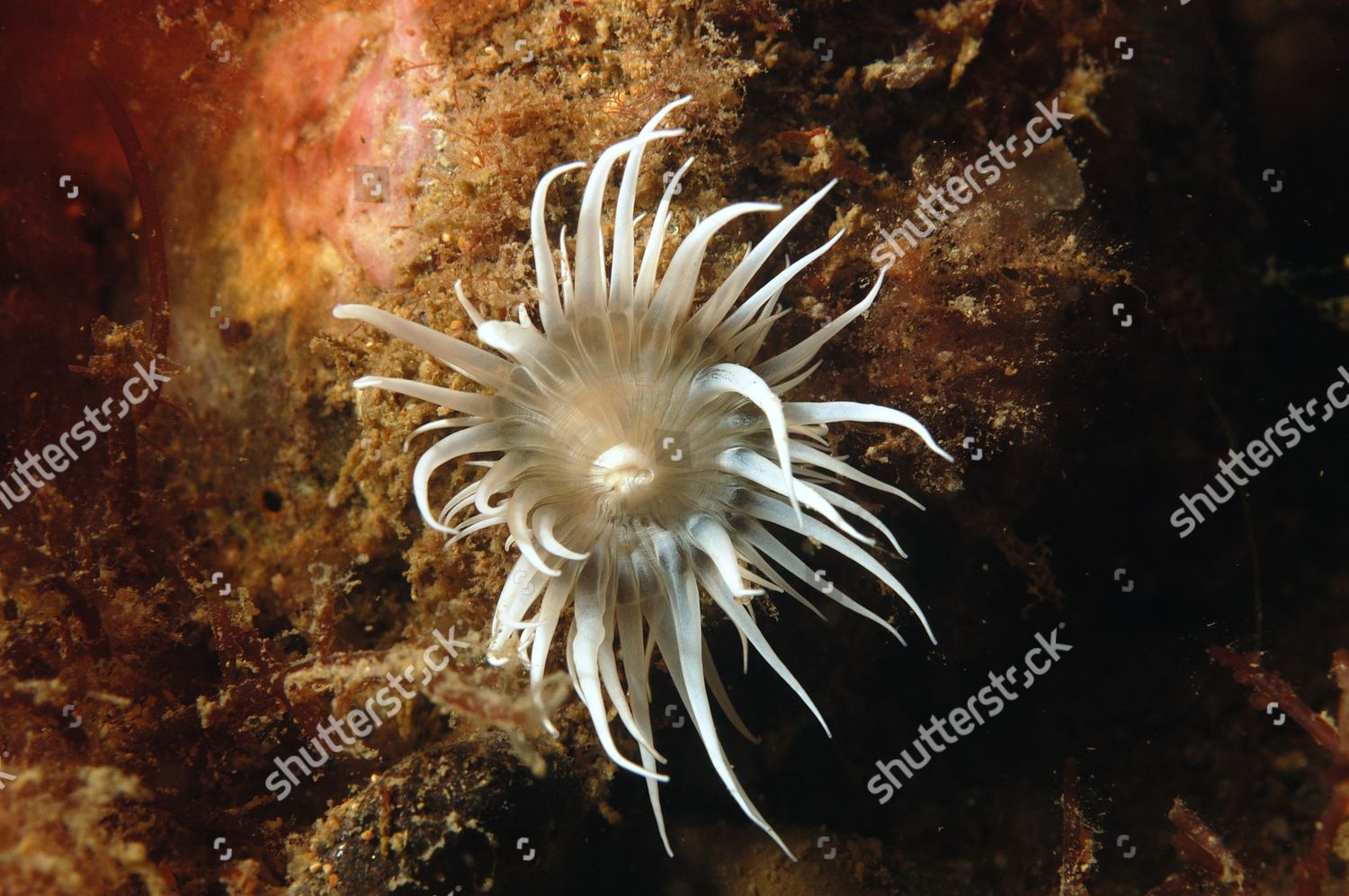 Sea Anemone Actinothoe Sphyrodeta Adult Tentacles Editorial Stock Photo ...