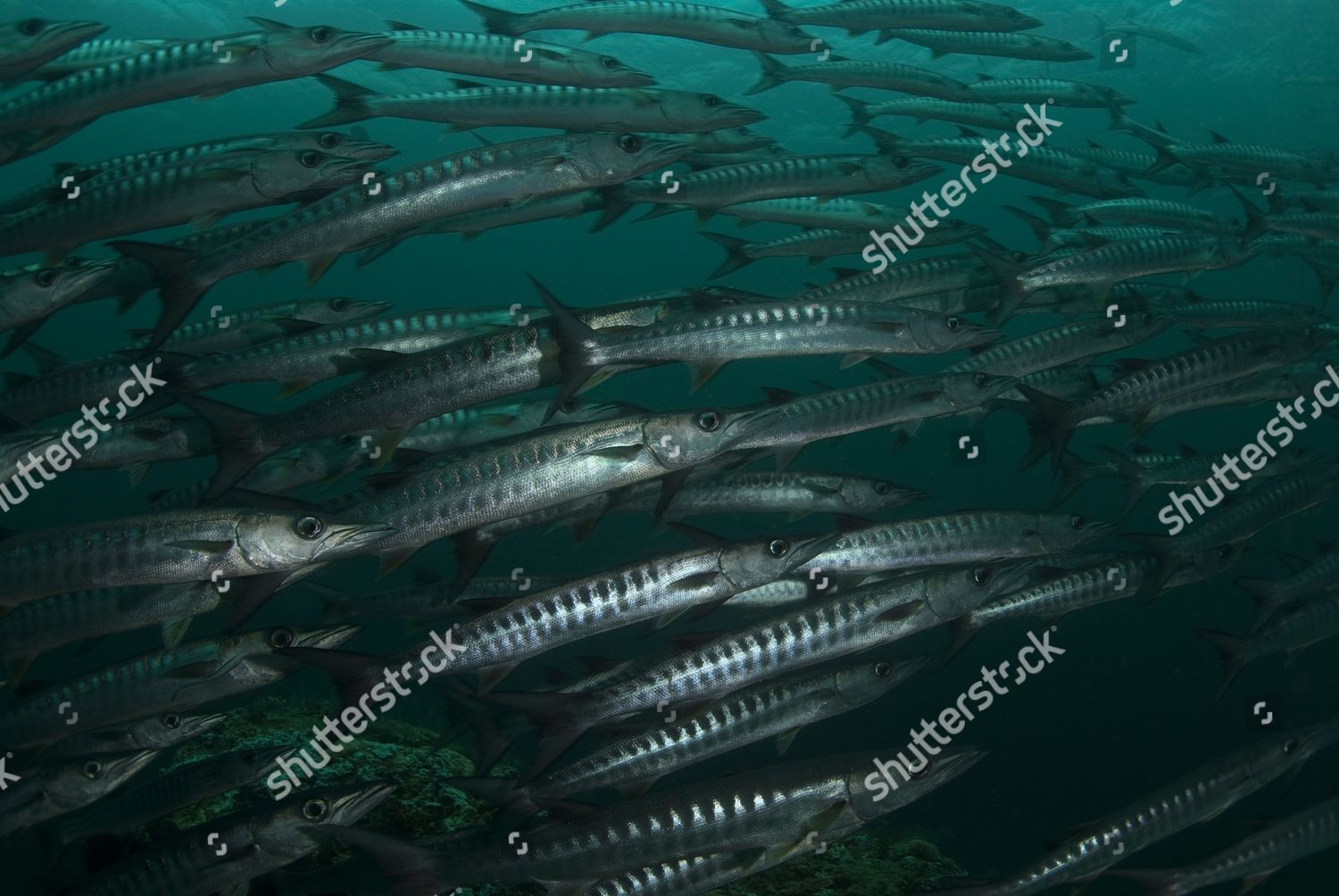 Blackfin Barracuda Sphyraena Qenie Shoal Barracuda Editorial Stock ...