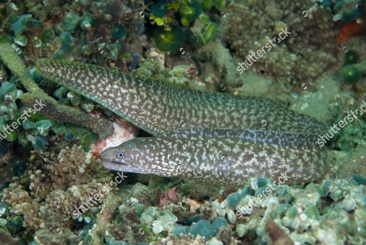 Reticulated Moray Eel Gymnothorax Richardsoni Adult Editorial Stock ...