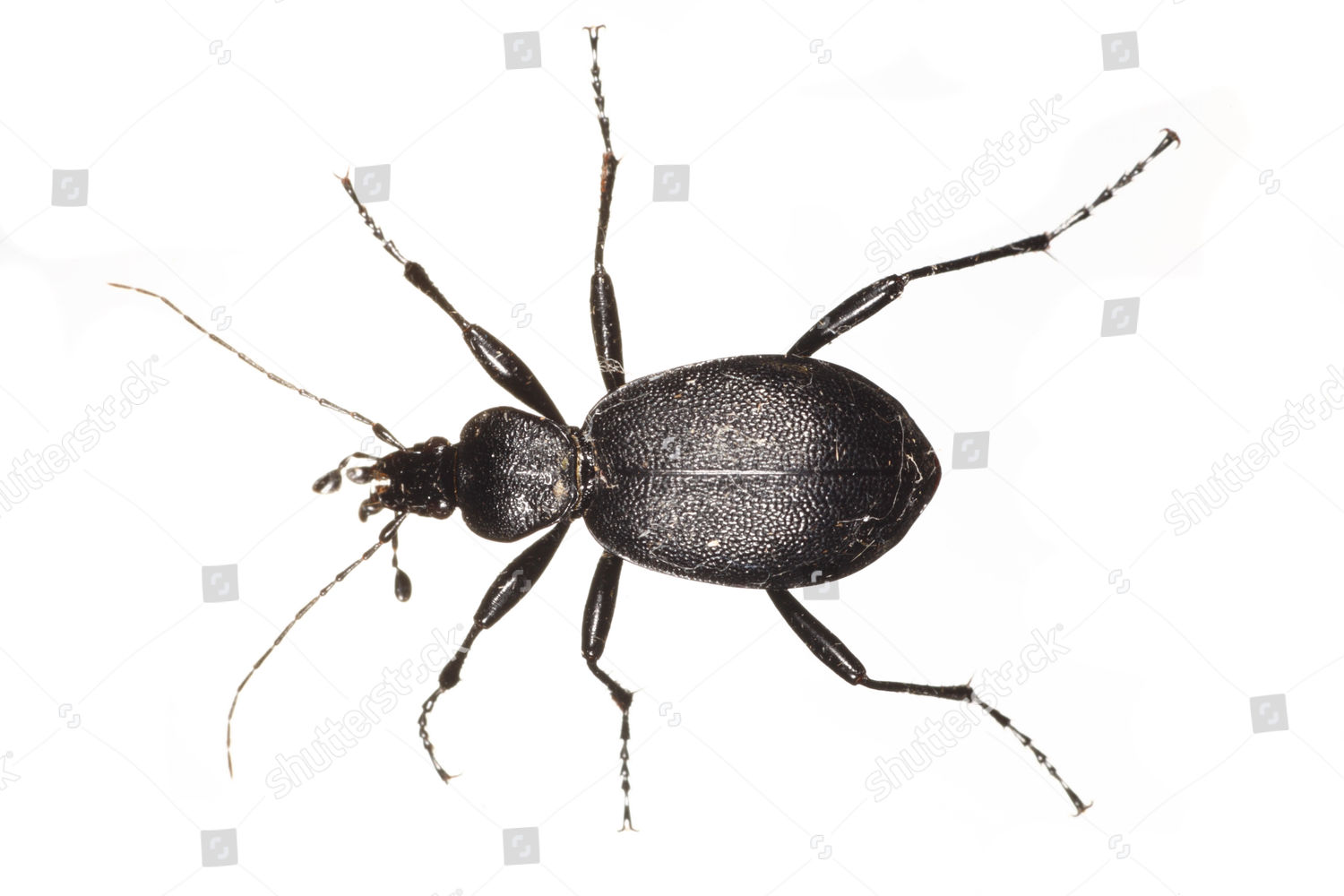 Snaileating Ground Beetle Cychrus Caraboides Adult Editorial Stock