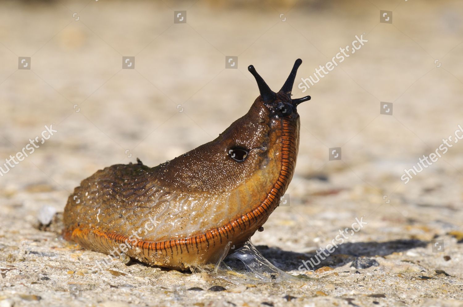 Red Slug Arion Rufus Adult Lifting Editorial Stock Photo - Stock Image ...