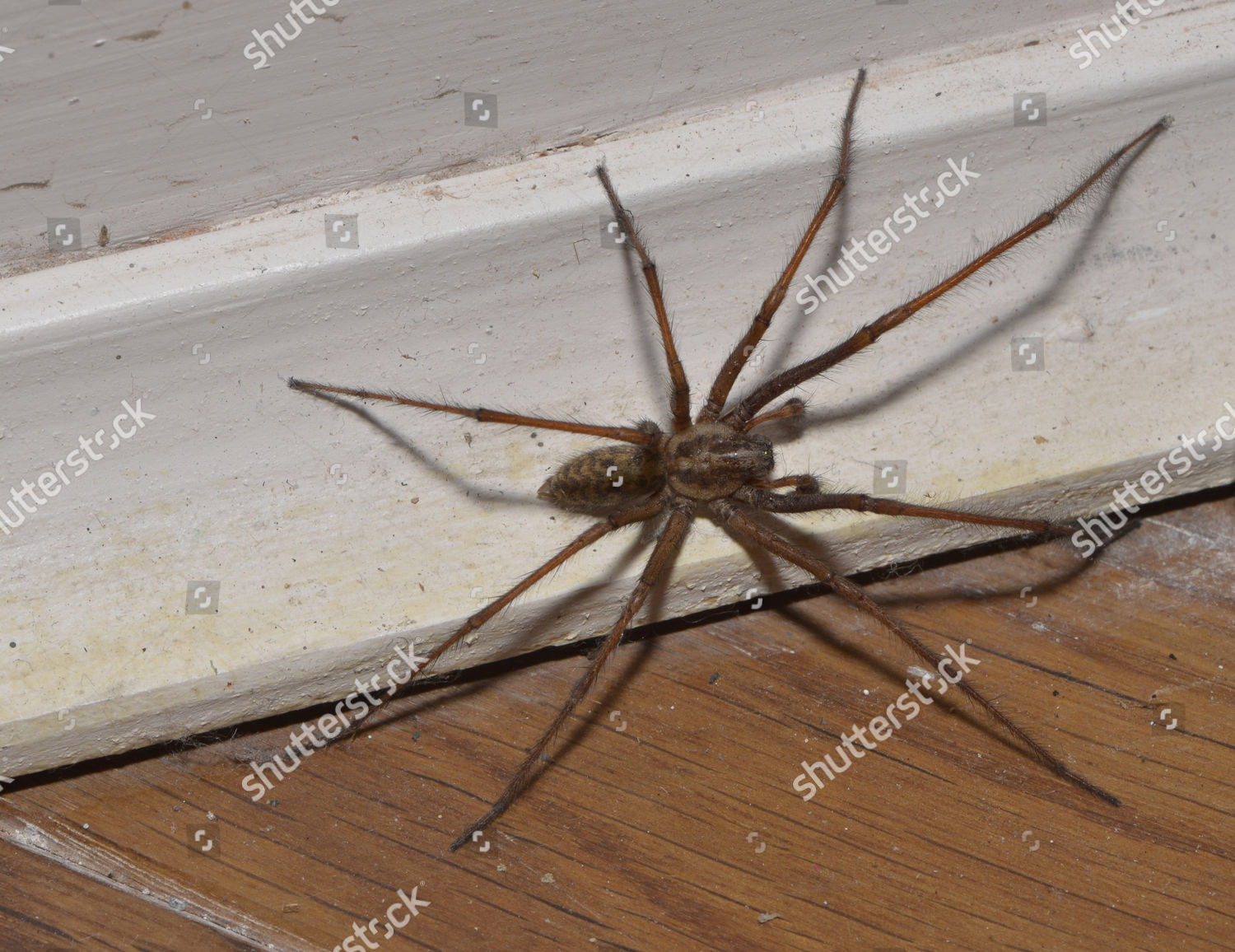 giant-house-spider-tegenaria-gigantea-adult-editorial-stock-photo