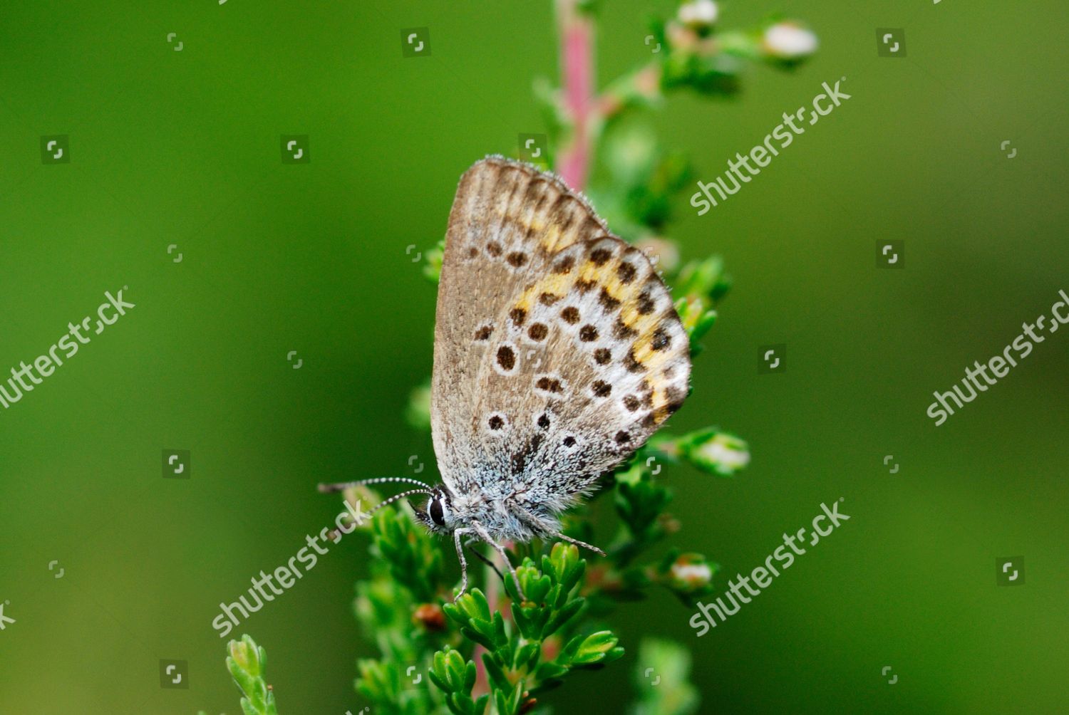 Idas Blue Plebejus Idas Adult Male Editorial Stock Photo - Stock Image ...