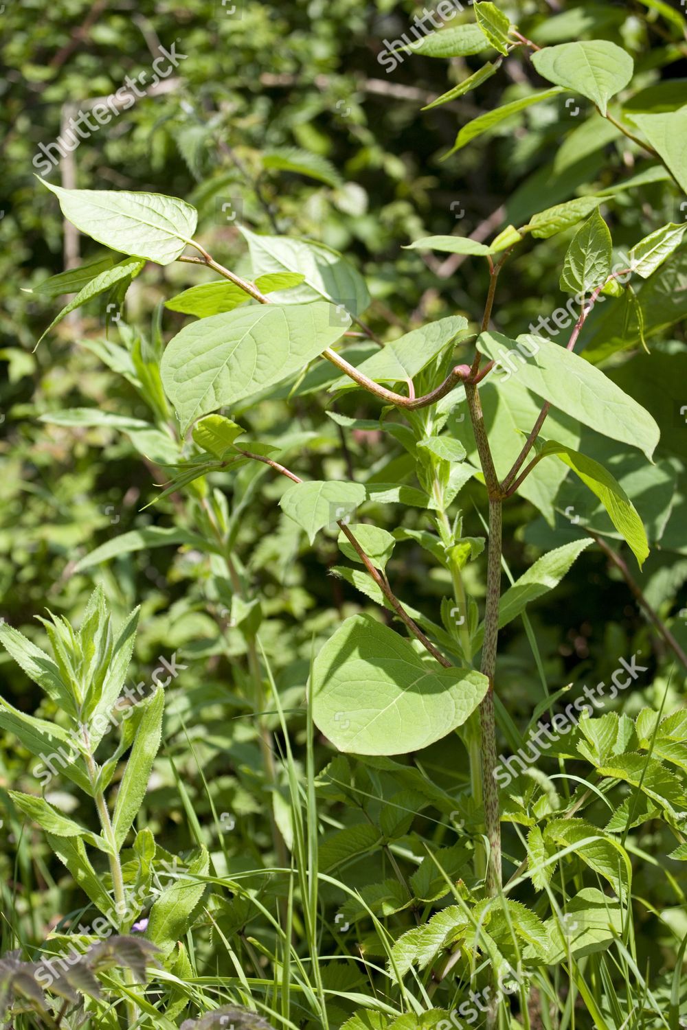 Japanese Knotweed Fallopia Japonica Introduced Invasive Editorial Stock ...