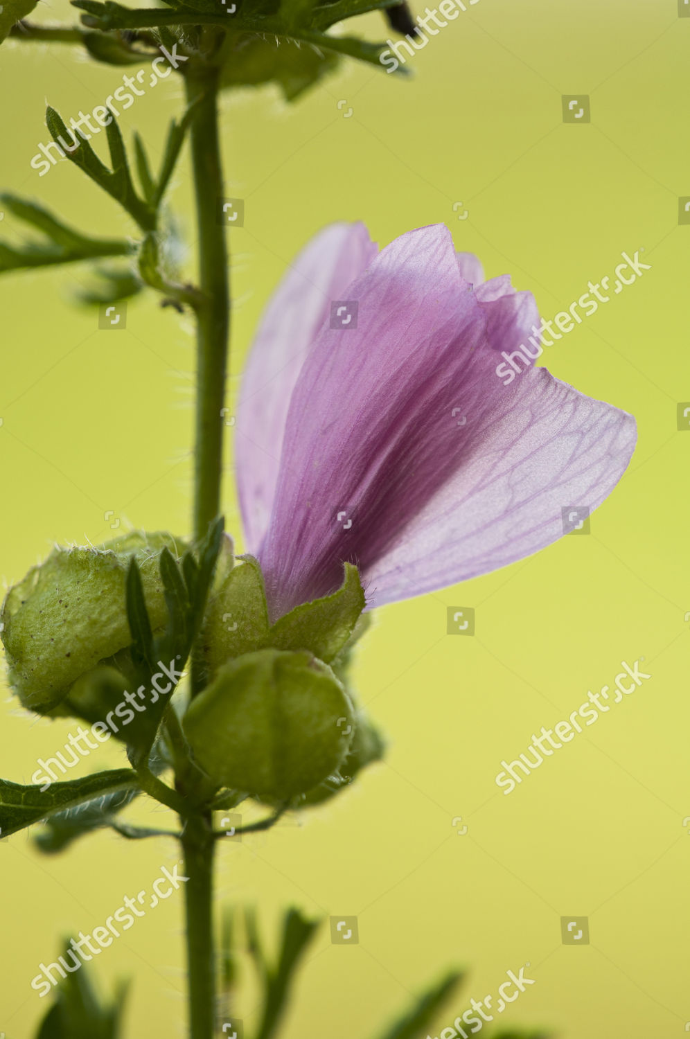 Musk Mallow Malva Moschata Opening Flower Growing Editorial Stock Photo Stock Image Shutterstock