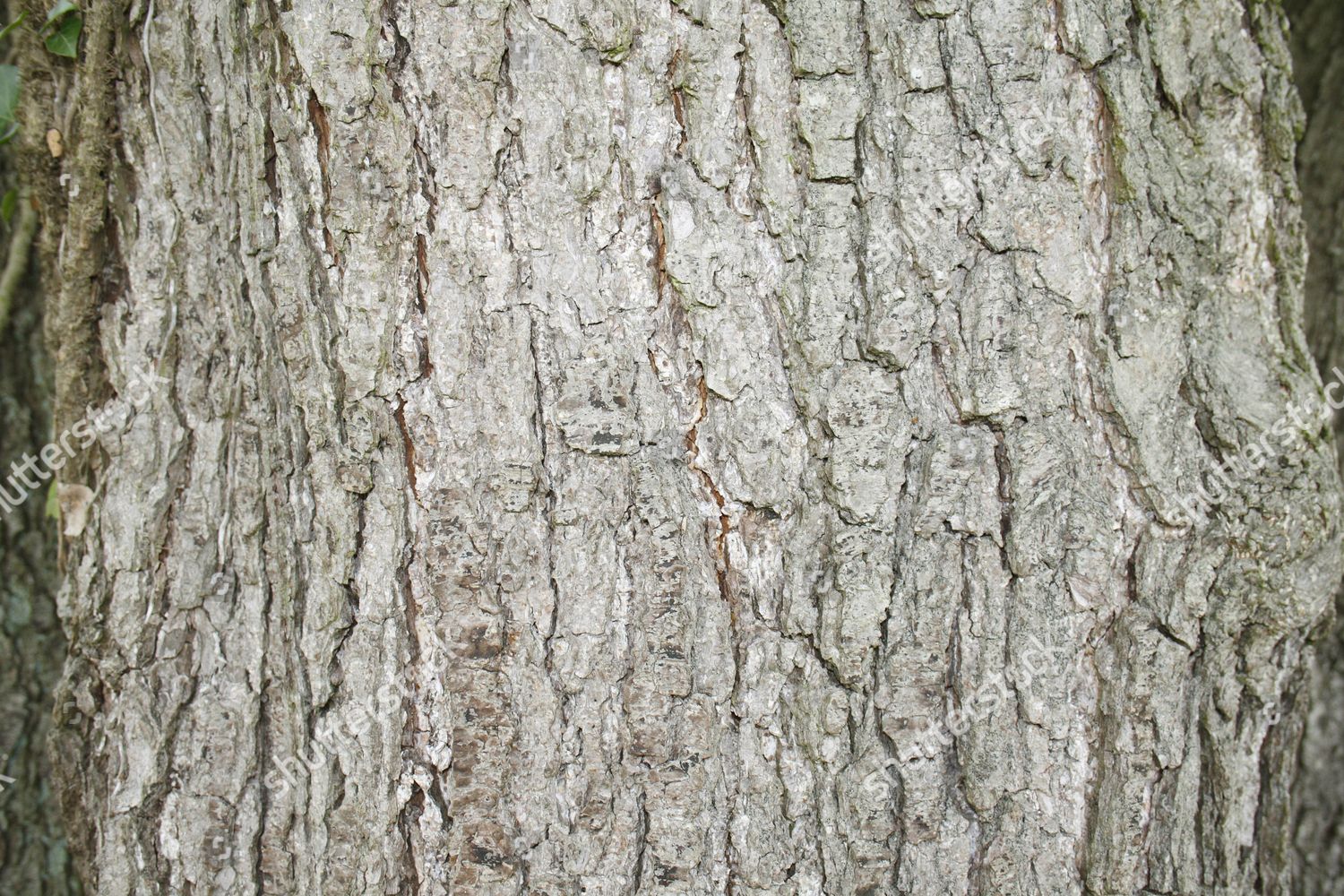 Common Alder Alnus Glutinosa Bark River Editorial Stock Photo - Stock ...