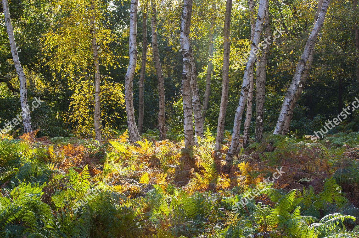 Silver Birch Betula Pendula Trunks Leaves Editorial Stock Photo Stock