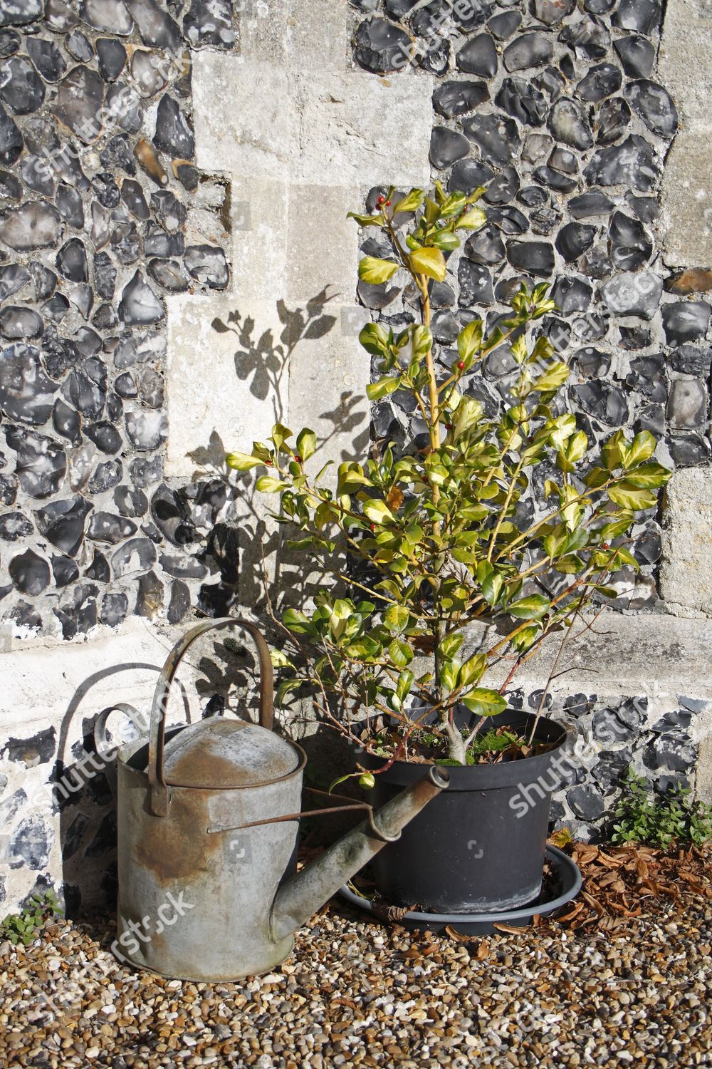 Cultivated Holly Ilex Sp Sapling Growing Editorial Stock Photo Stock