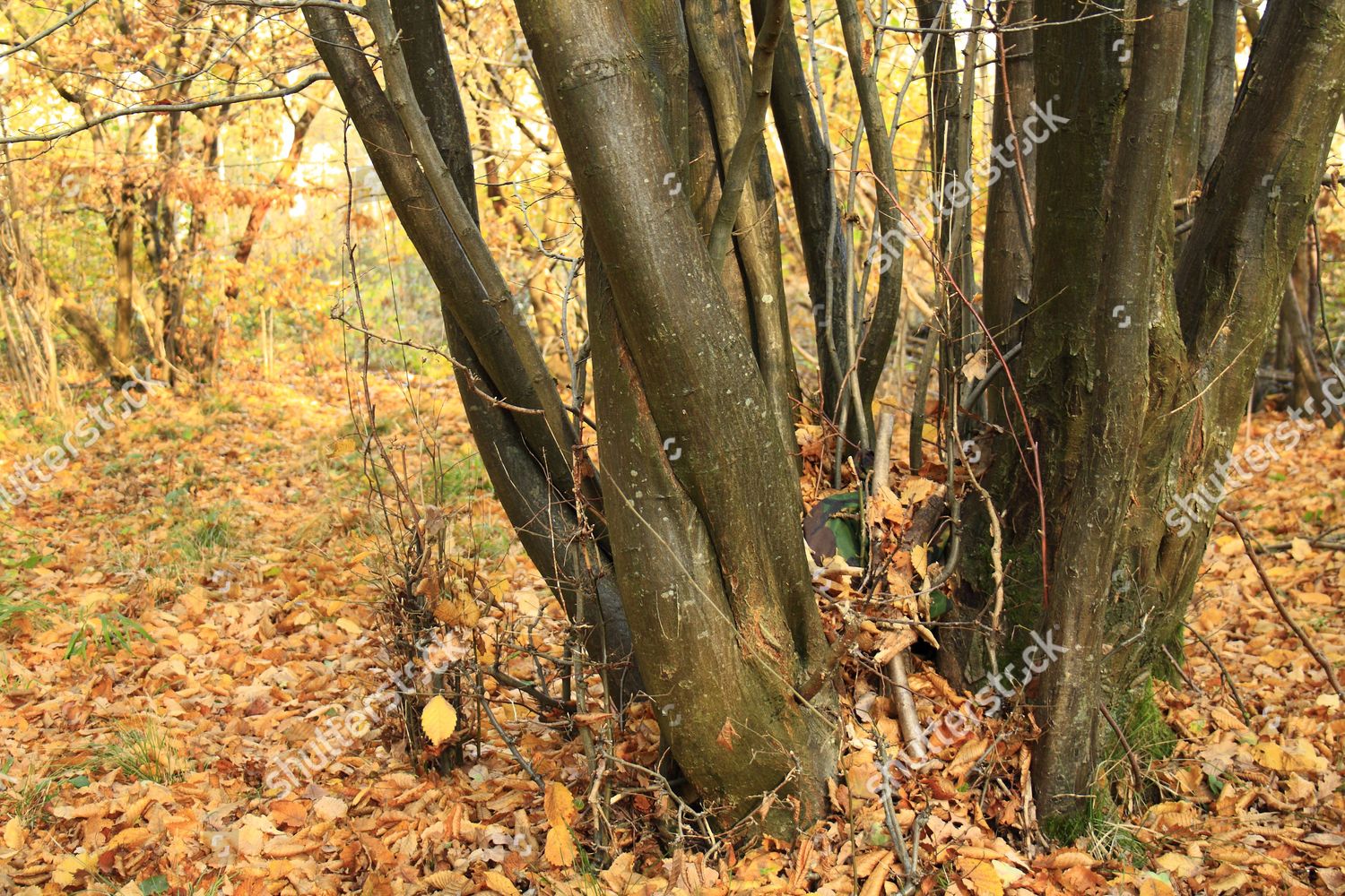 European Hornbeam Carpinus Betulus Coppiced Trunk Editorial Stock Photo Stock Image Shutterstock