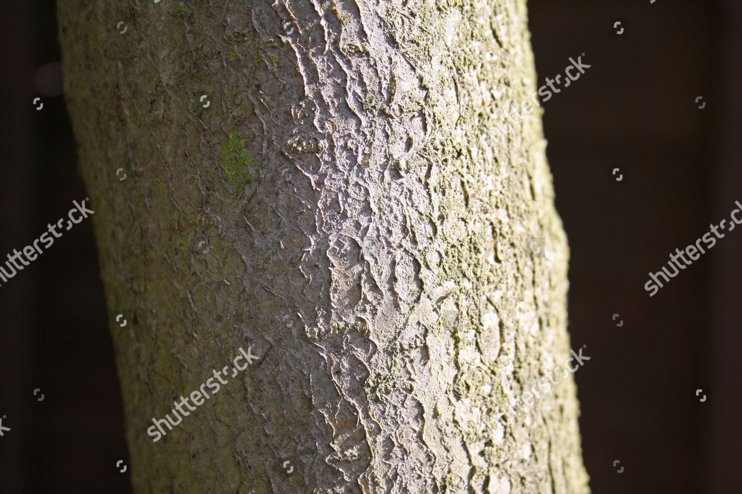 Rowan Sorbus Aucuparia Bark Suffolk England Editorial Stock Photo ...