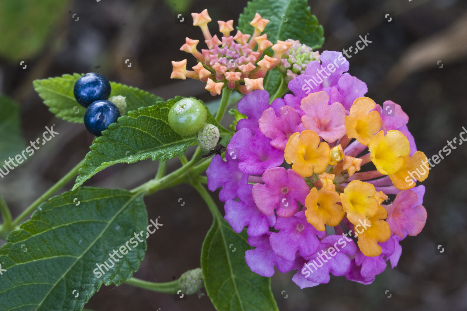 Common Lantana Lantana Camara Flowers Ripeing Seedpods Foto Editorial En Stock Imagen En Stock Shutterstock