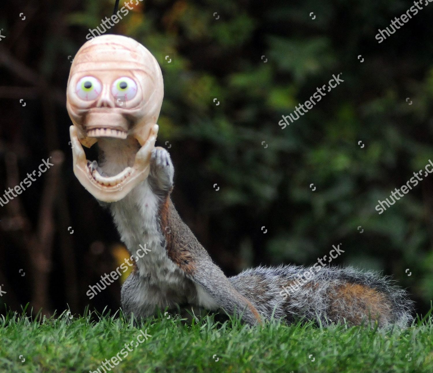 Squirrel Head Inside Halloween Mask Feeder Editorial Stock Photo