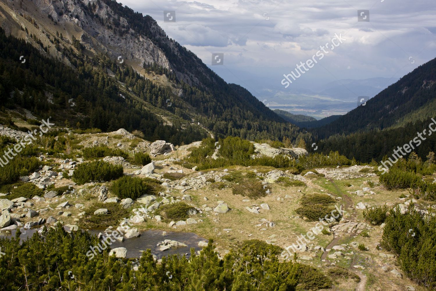 Treeline Habitat Krummholz Dwarf Shrubs Mountain Editorial Stock Photo