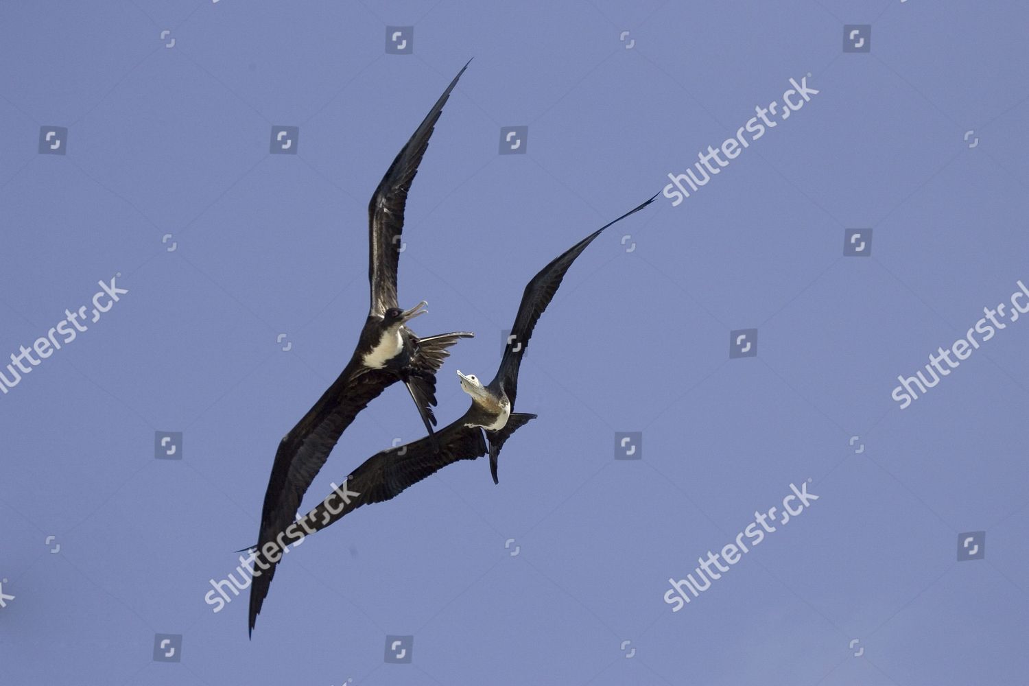 Great Frigatebird Fregata Minor Ridgwayi Adult Editorial Stock Photo