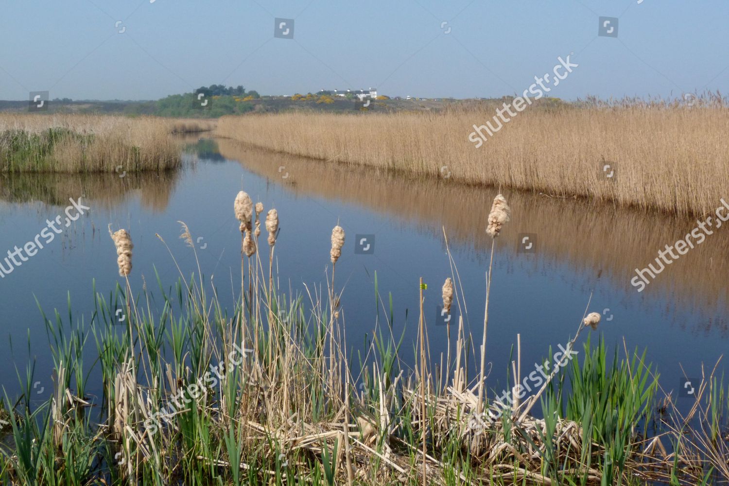 Looking Over Bulrush Seed Heads Reed Editorial Stock Photo - Stock ...