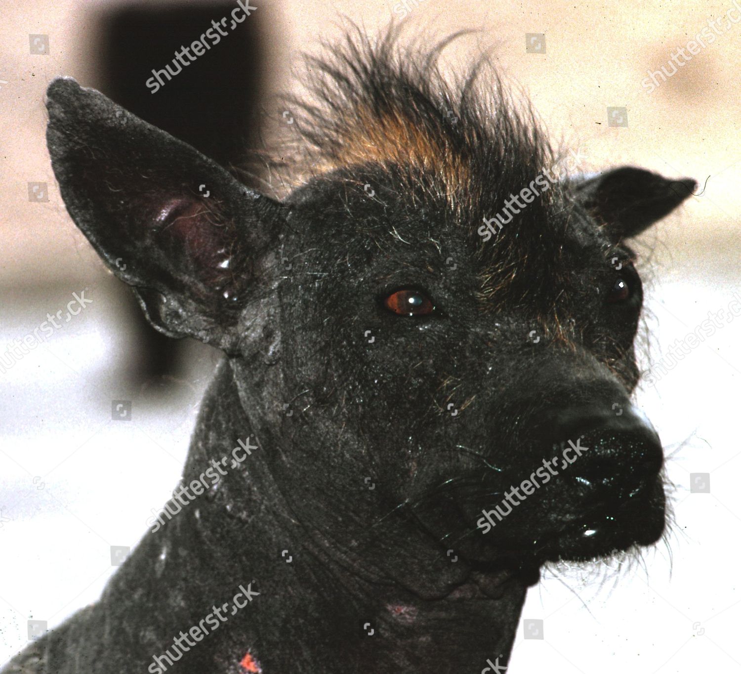 xoloitzcuintli ugly