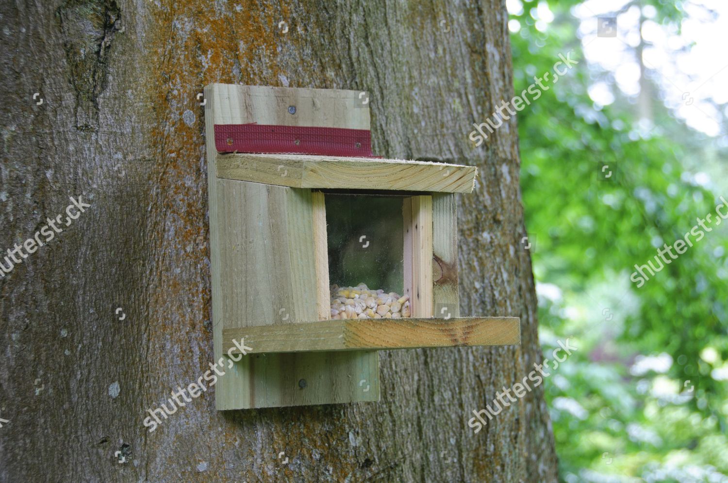 Wooden Squirrel Feeder Maize Attached Tree Trunk Editorial Stock
