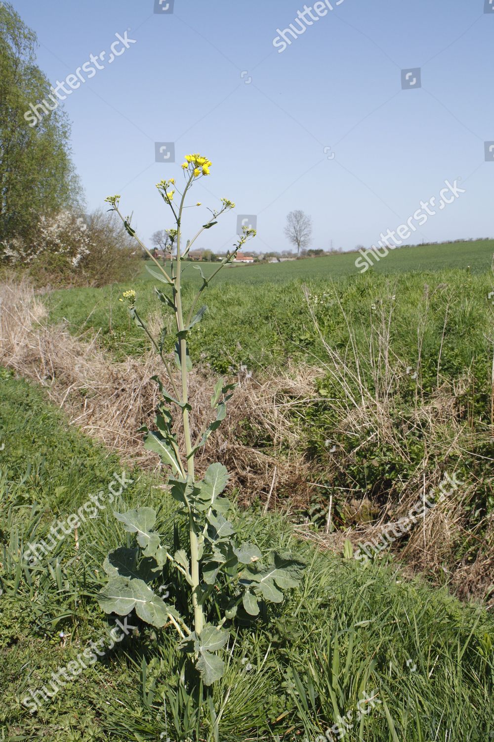 Oilseed Rape Brassica Napus Flowering Growing Editorial Stock Photo ...