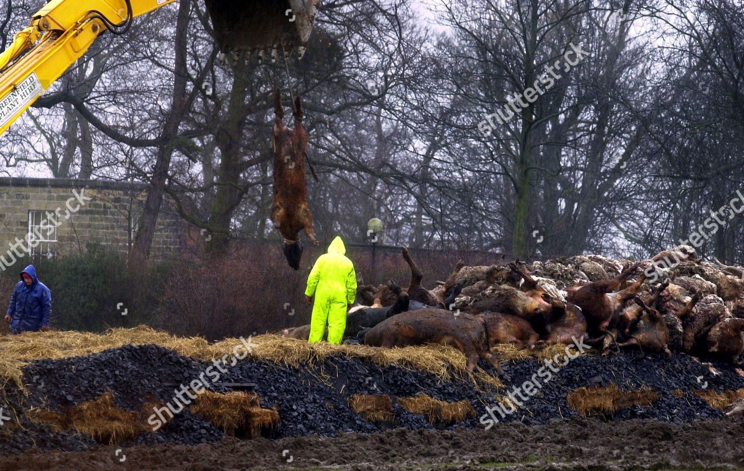 carcasses-of-cattle-infected-in-the-foot-and-mouth-disease-epidemic-are-prepared-for-burning-prestwick-hall-farm-ponteland-newcastle-britain-shutterstock-editorial-333242g.jpg