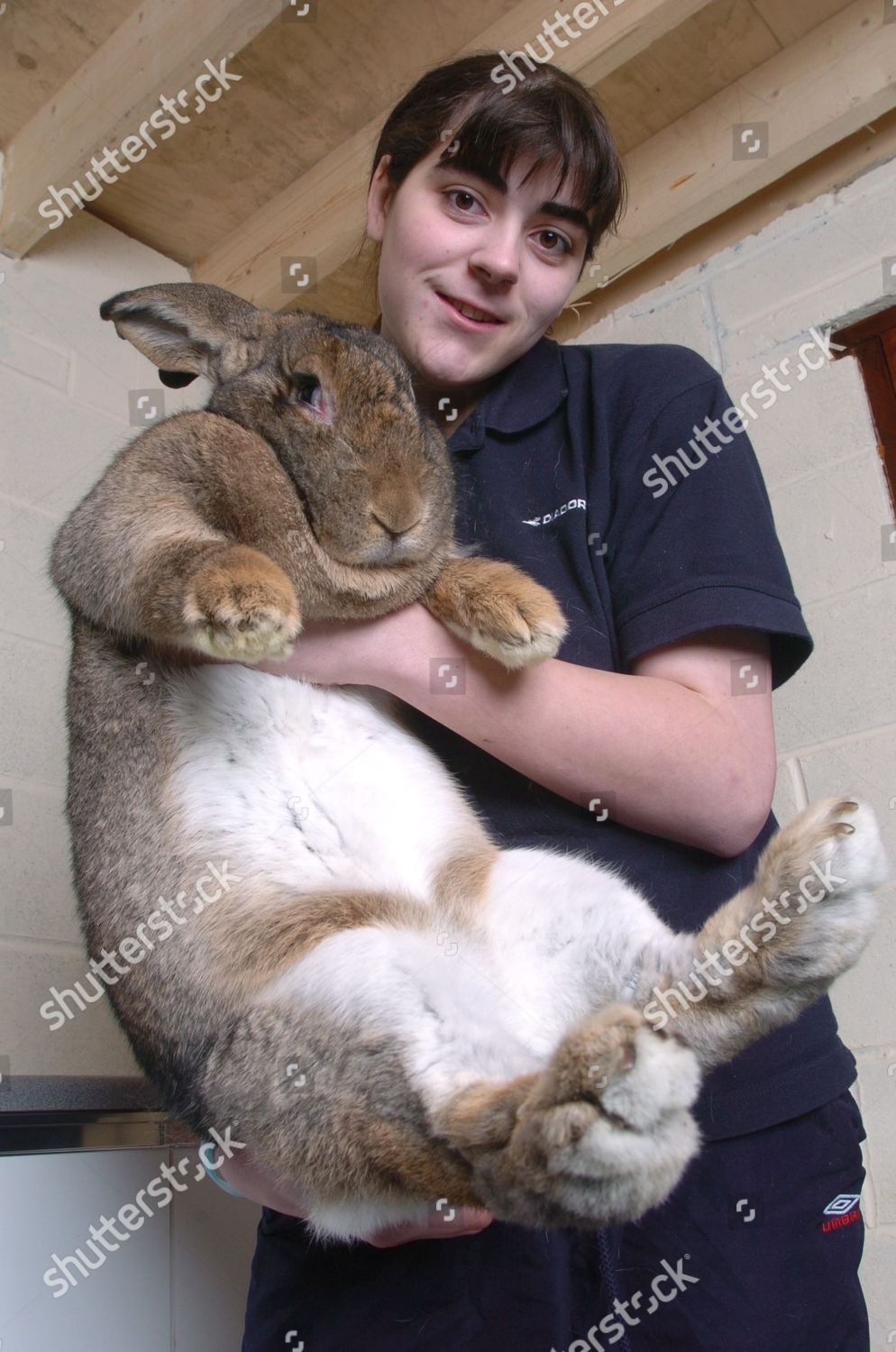 the giant rabbit