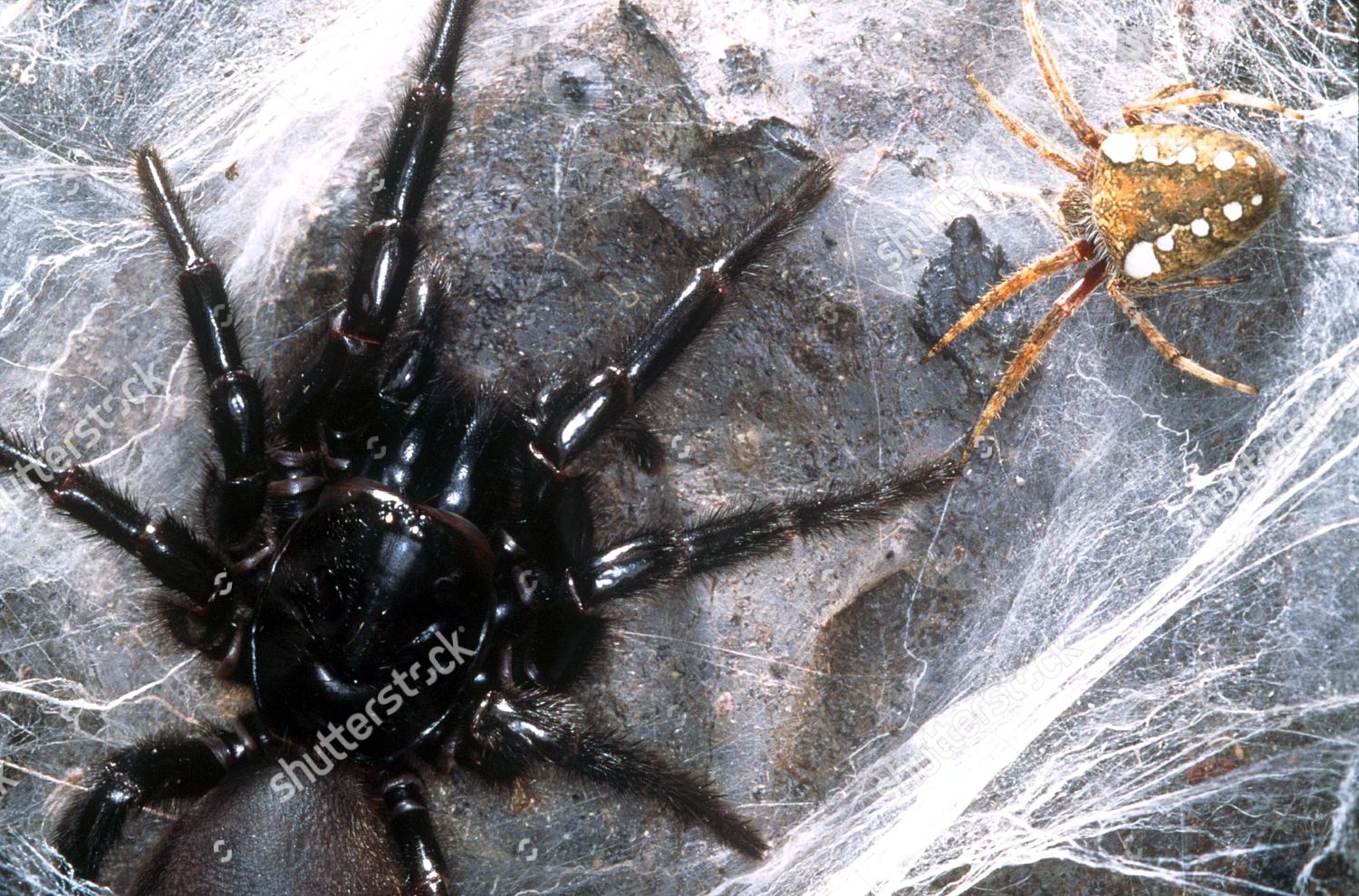 Size comparison female Sydney funnelweb garden spider