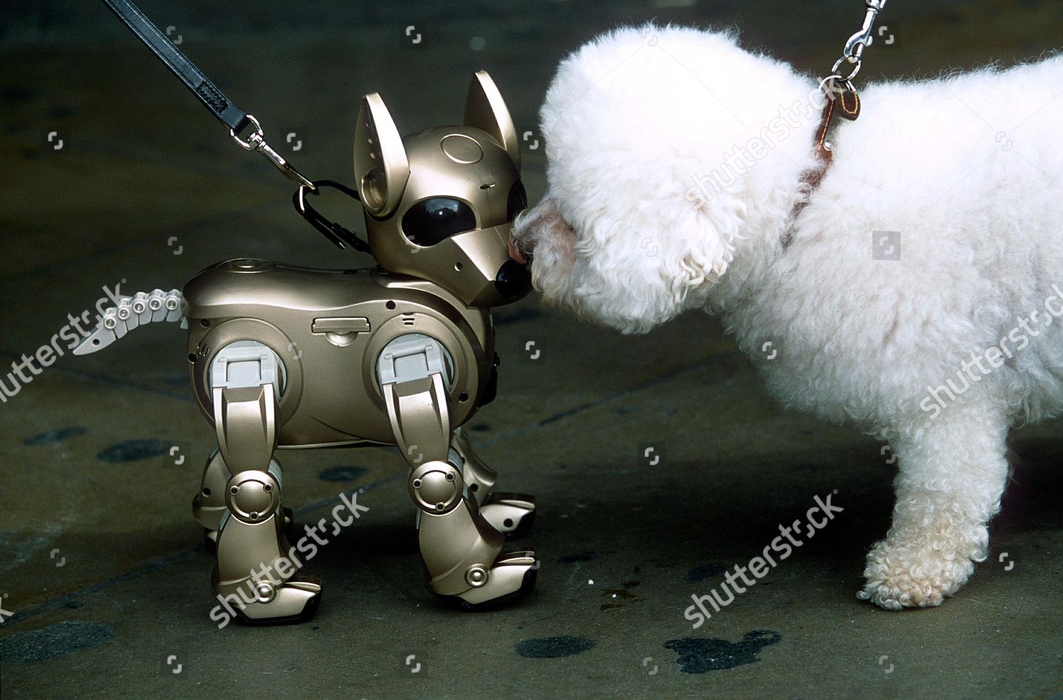 cybie robot dog