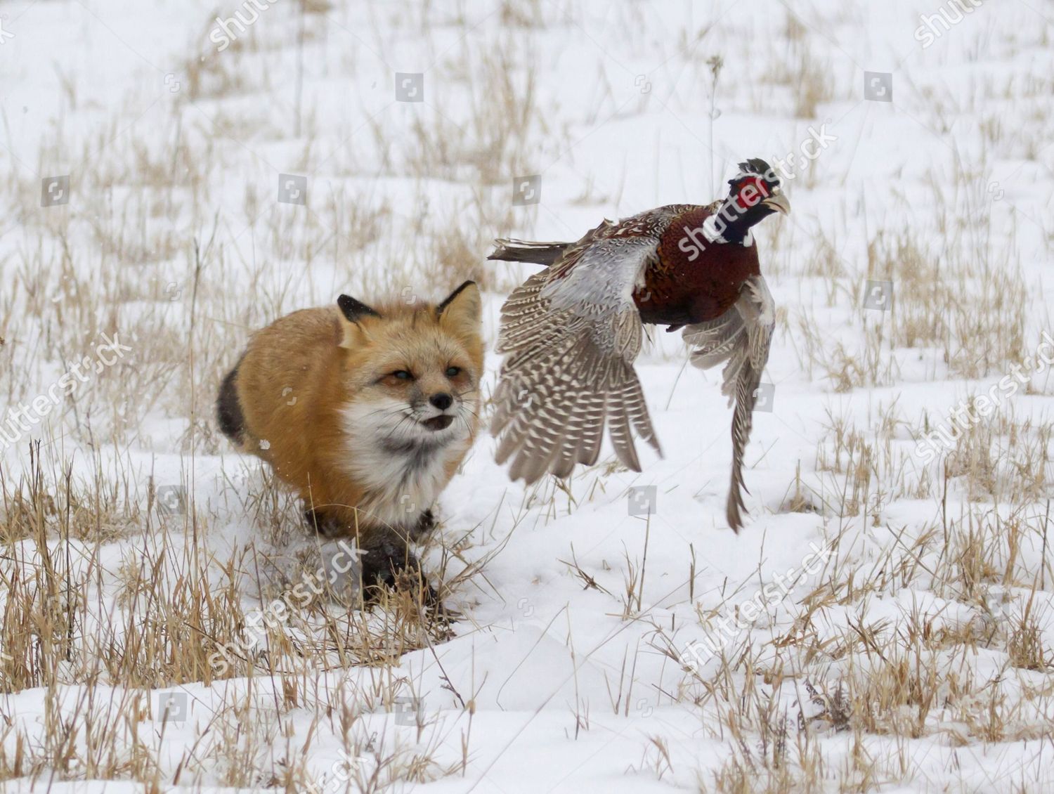 Охота лис на зайцев. Охота лисы. Лиса на охоте зимой. Лиса охотится на птиц. Лиса с добычей.