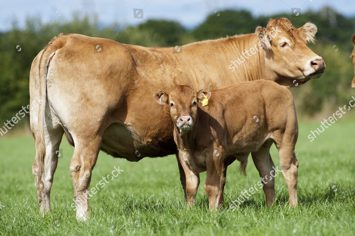 Domestic Cattle Limousin Cow Calf Standing Editorial Stock Photo ...