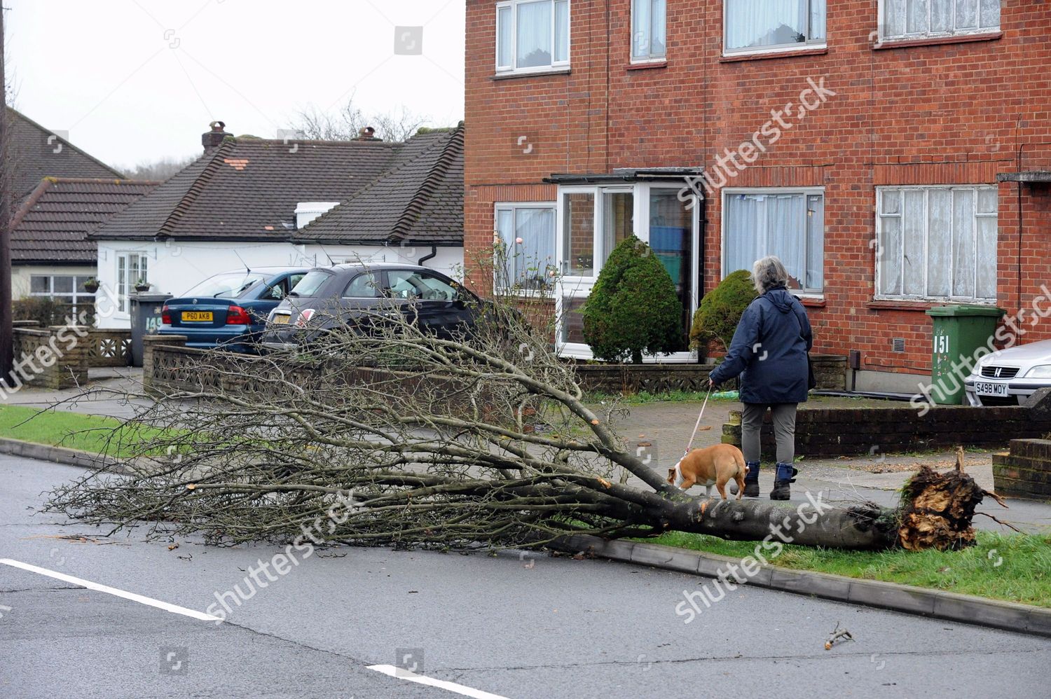 Fallen Tree Windsor Drive Chelsfield Kent Editorial Stock Photo Stock