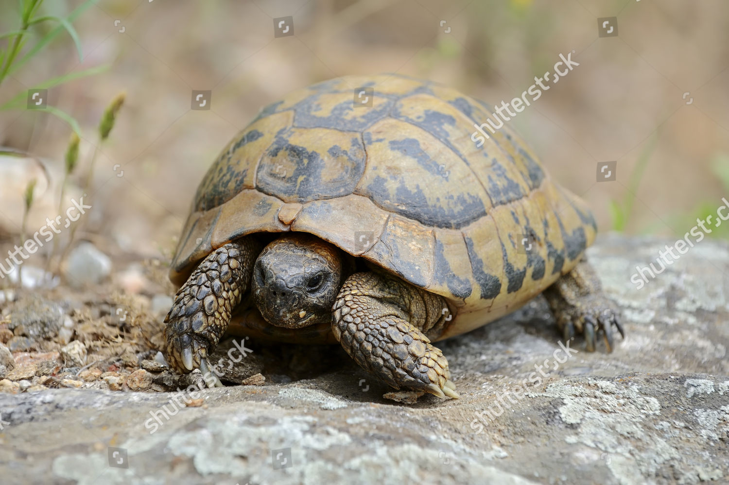 Eastern Hermanns Tortoise Testudo Hermanni Boettgeri Editorial Stock ...