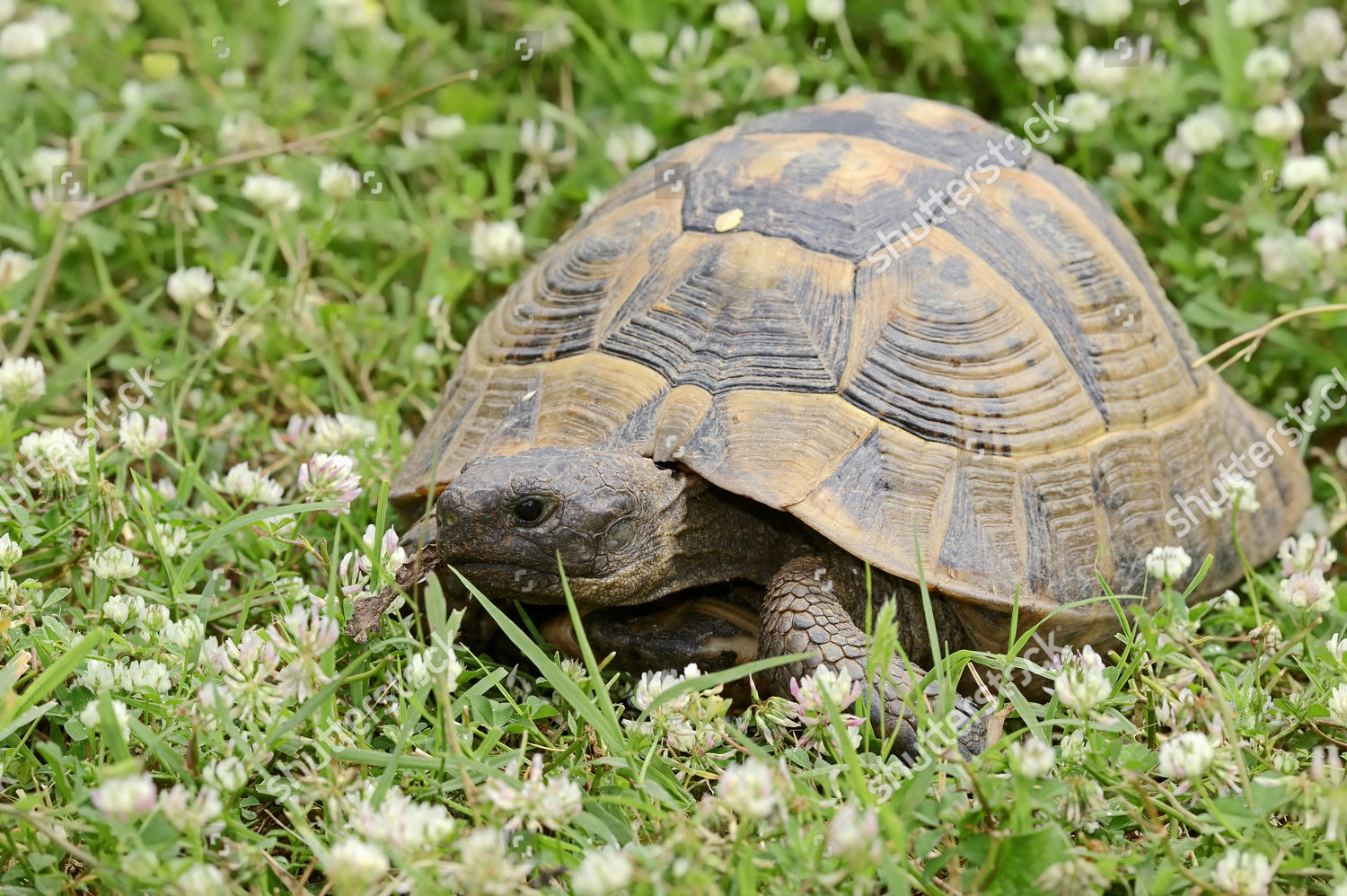 Eastern Hermanns Tortoise Testudo Hermanni Boettgeri Editorial Stock ...