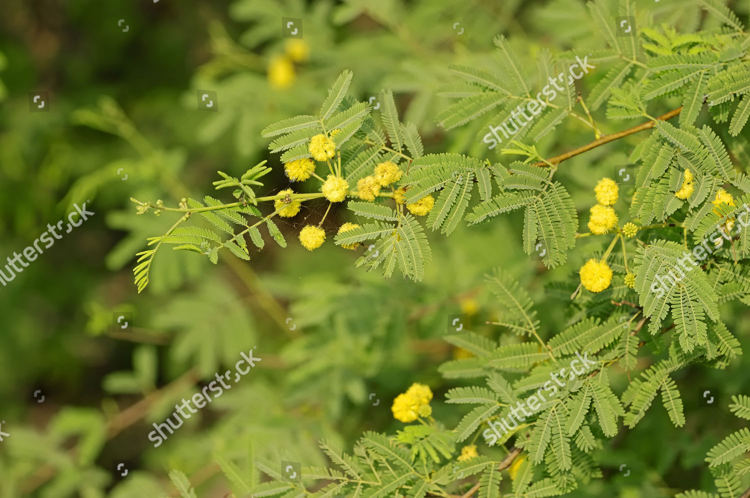 gum-arabic-tree-prickly-acacia-thorn-editorial-stock-photo-stock