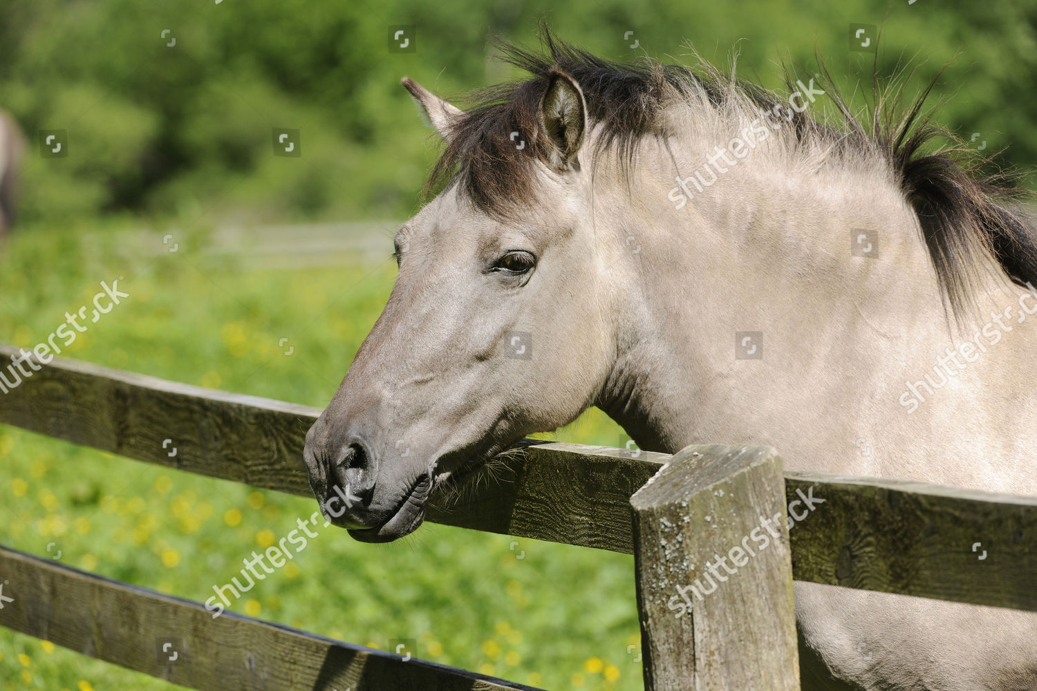 Tarpan Eurasian Wild Horse Equus Ferus Editorial Stock Photo - Stock ...