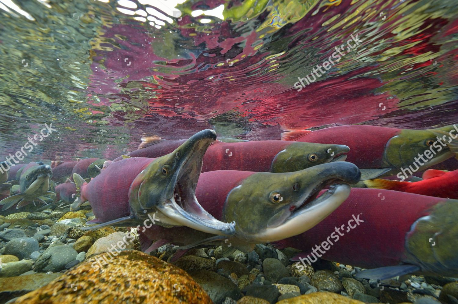 Sockeye Salmon Redeye Salmon Blueback Salmon Editorial Stock Photo 