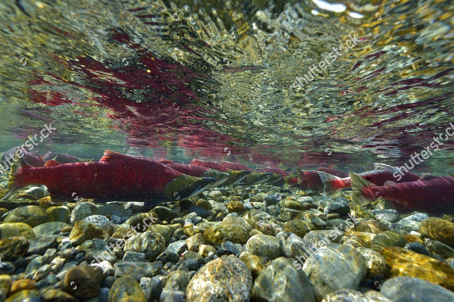 Sockeye Salmon Redeye Salmon Blueback Salmon Editorial Stock Photo