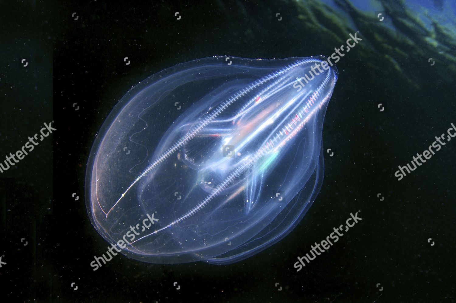 Warty Comb Jelly Sea Walnut Mnemiopsis Editorial Stock Photo Stock