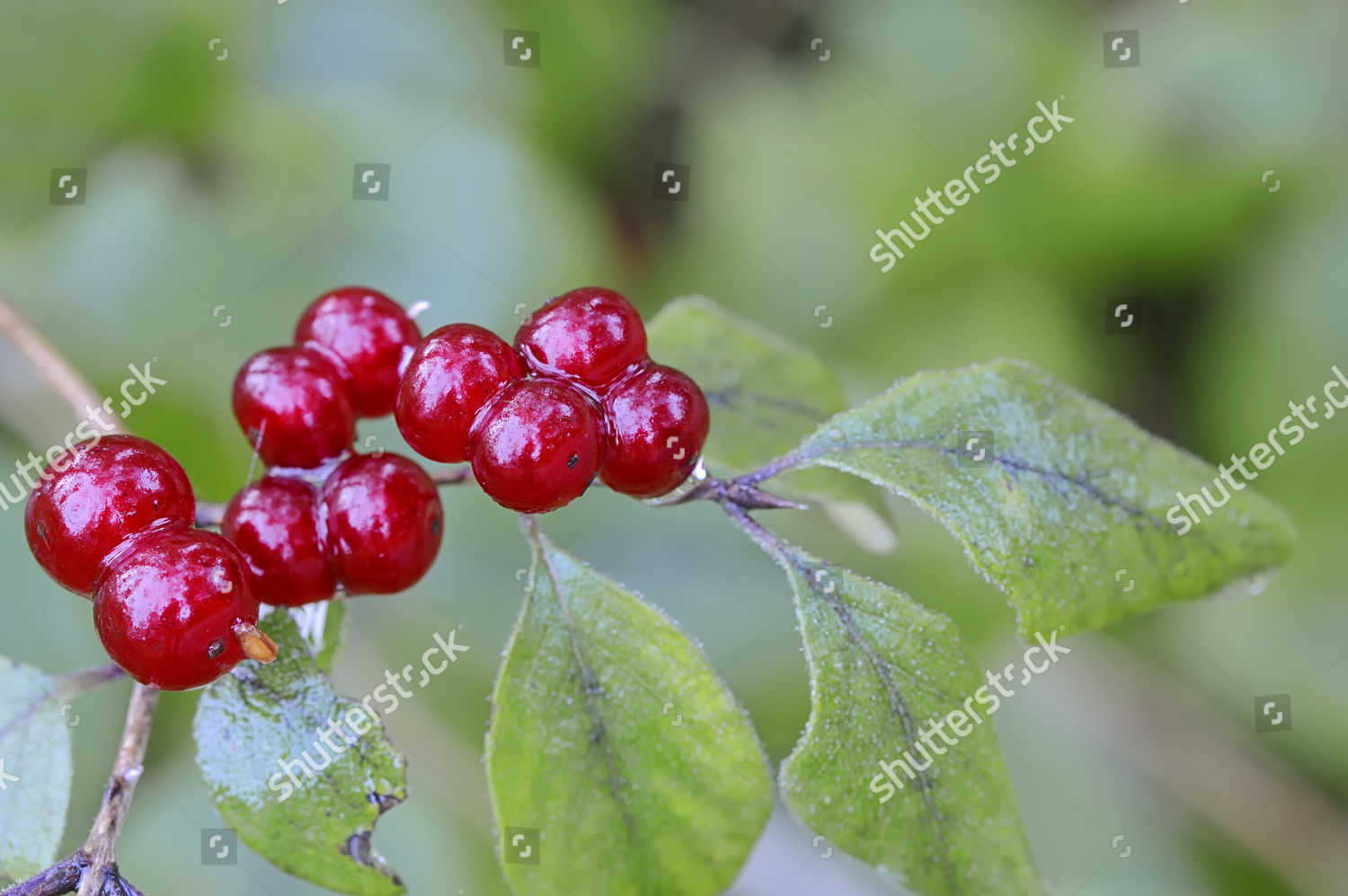 fly-honeysuckle-dwarf-honeysuckle-fly-woodbine-editorial-stock-photo